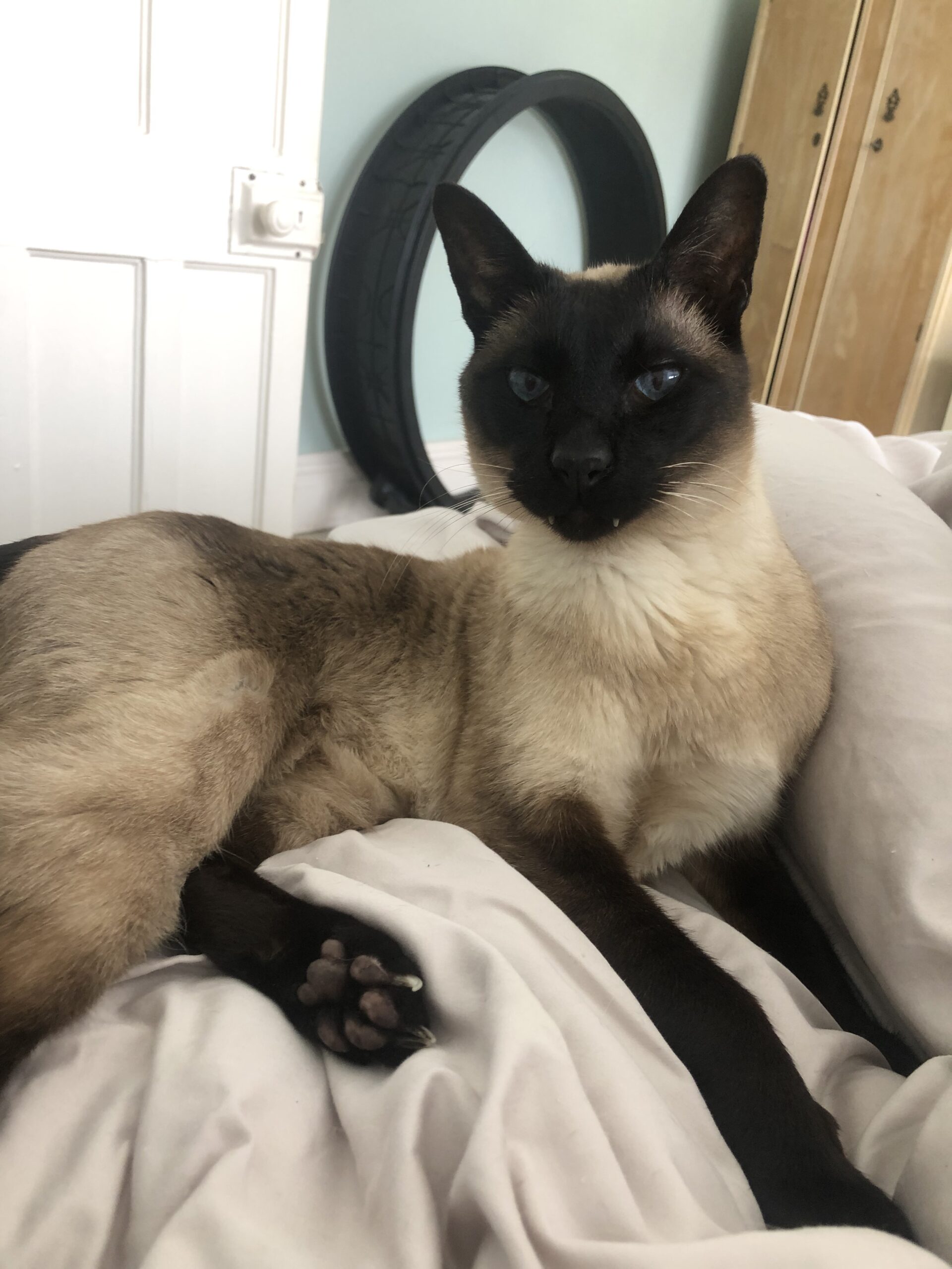 Midshires Welfare Rescue – Encouraging the welfare of siamese cats