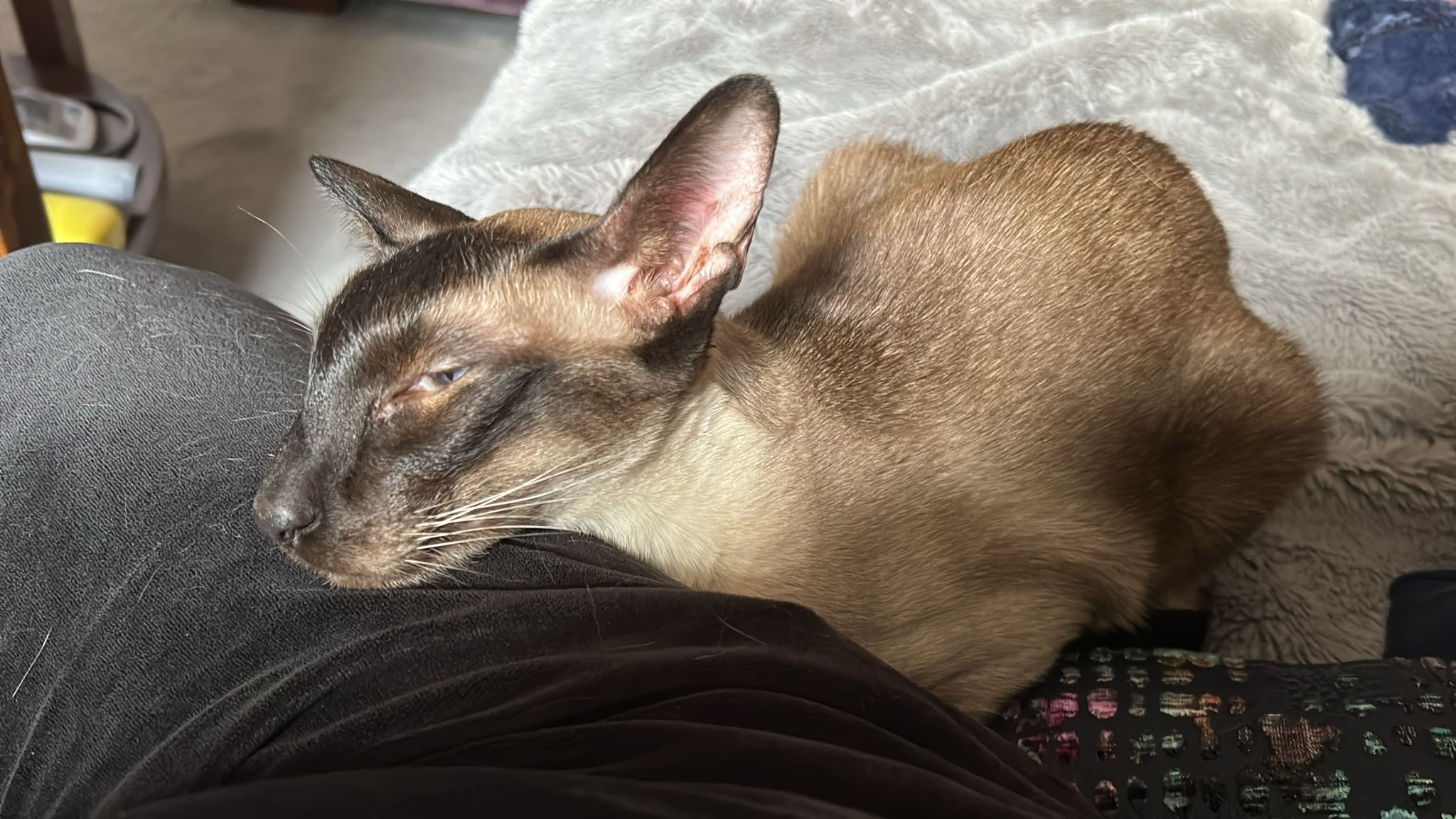 midshireswelfarerescue.co.uk