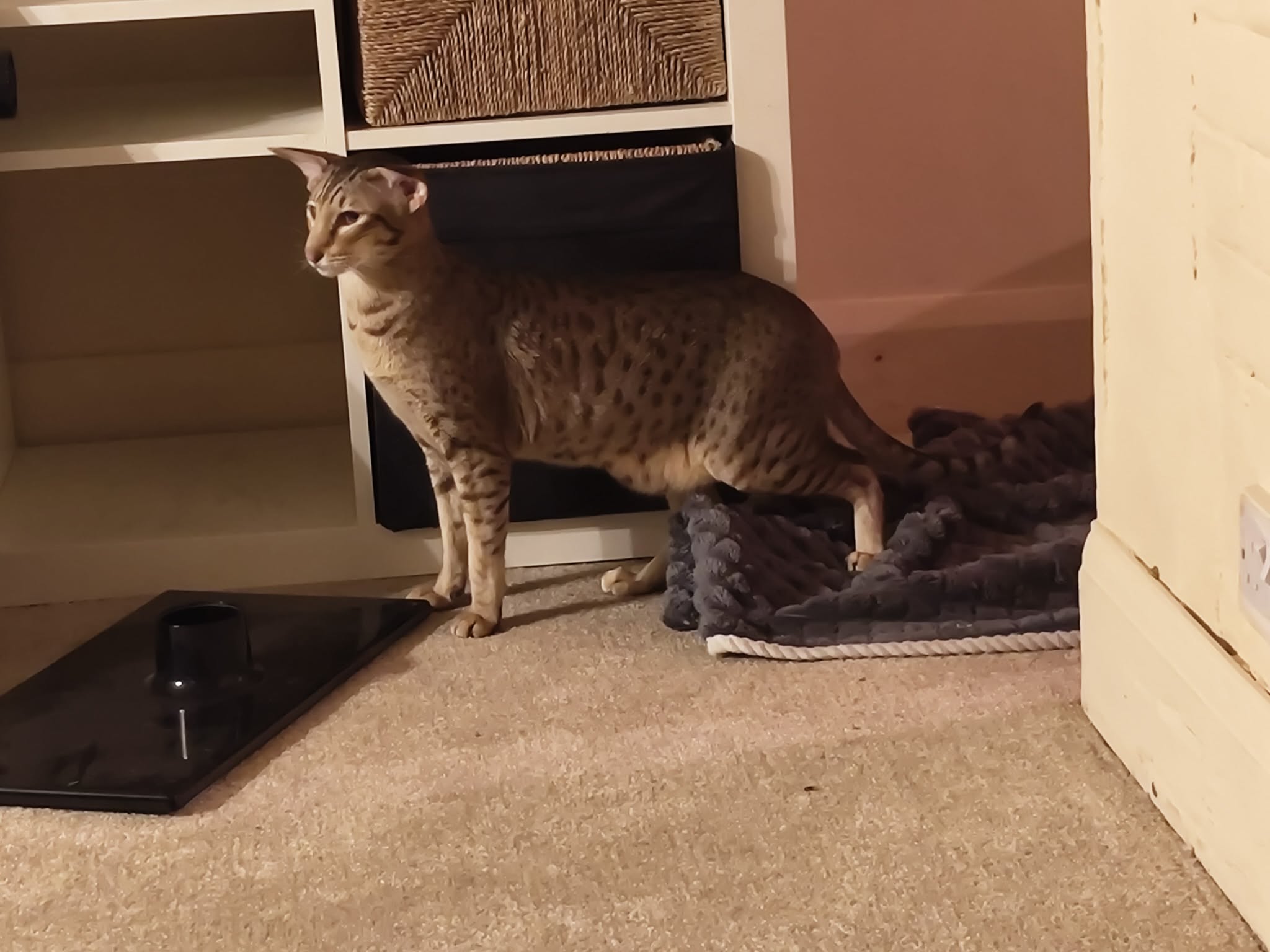 midshireswelfarerescue.co.uk