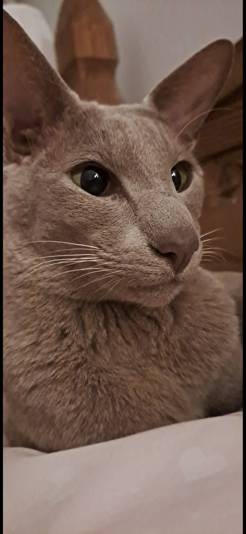 Theo https://www.midshireswelfare.co.uk