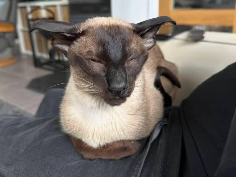 Aoife Seal point Point female rehomed by https://www.midshireswelfarerescue.co.uk