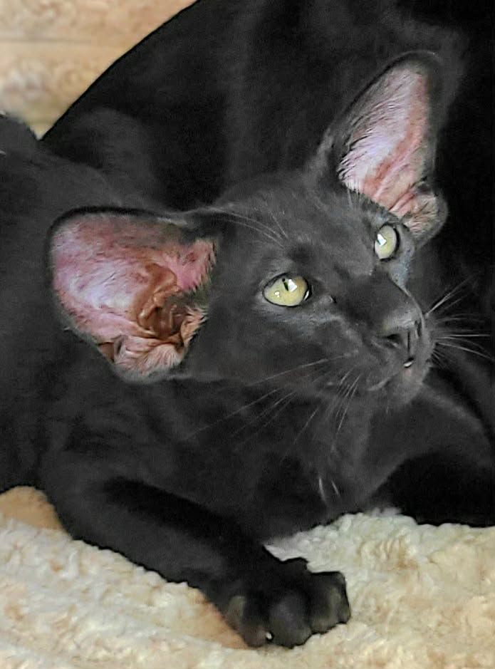 Fiona a Black Oriental https://www.midshireswelfarerescue.co.uk